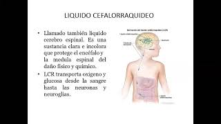 punción lumbar toracocentesis [upl. by Swaine]