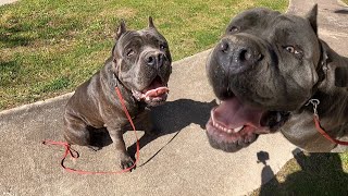 14 Mos Old Cane Corso Becomes Aggressive To Child During Training  Kamau [upl. by Ablem]