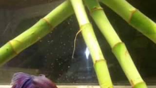 How and What to Feed Your Betta Fighting Fish [upl. by Kiran]