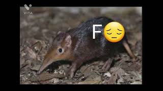 Crocidura trichura el hermanito de rhynchocyon petersi 😔 [upl. by Eentruoc]