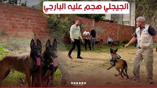 بهذه الطريقة يتعامل مروض الكلاب مع كلبه و حسينالجيجلي تهجم عليه الـ quotBerger allemand quot [upl. by Rialcnis]