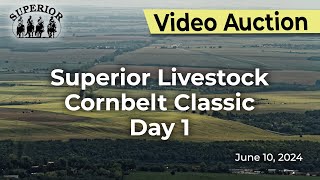 Superior Livestock Auction  Corn Belt Classic Day 1 [upl. by Anilave]