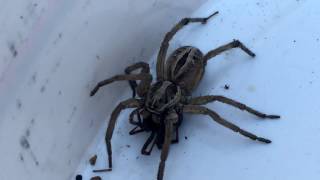 Wolf Spider Vs Black Widow [upl. by Georgeanne]