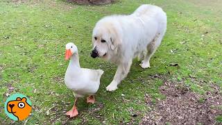 Two Huge Dogs Run The Farms As Gentle Giants  Cuddle Buddies [upl. by Annauj]