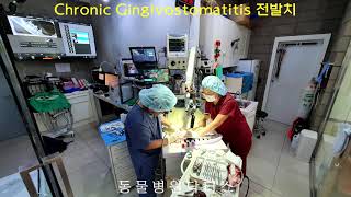 Cat Chronic Gingivostomatitis 고양이 만성구내염 전발치 [upl. by Fulks]