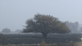 Miles de hectáreas afectadas por los incendios forestales en La Pampa [upl. by Rehptosirhc]