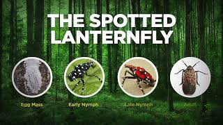 Businesses can help stop the spotted lanternfly [upl. by Hcaz]