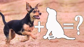 Top 10 Unreal Miniature Pinscher Mixes Cross Breed Dogs  Miniature Pinscher Mix [upl. by Cogswell]