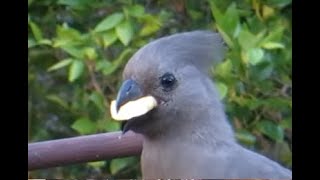 Goaway Bird Grey Lourie swallows banana slices whole [upl. by Pember]