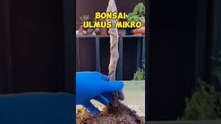 Bonsai Ulmus inspirasibonsai [upl. by Trojan]