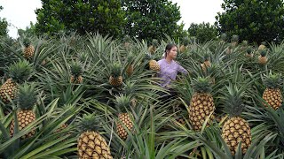 Harvesting Pineapple and Making Pineapple Fried Rice [upl. by Adne]