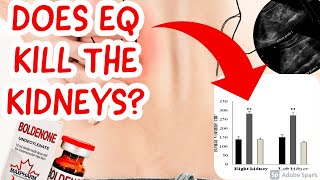 Does EQBoldenone destroy the Kidney  Response to Reddit rsteroids [upl. by Melantha755]