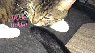 Cat Tickles w Tail  What a WAG [upl. by Shannen]