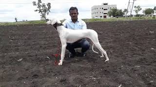 Mudhol Hound 7 Months old for sale contact 09900919662 [upl. by Derfiniw803]