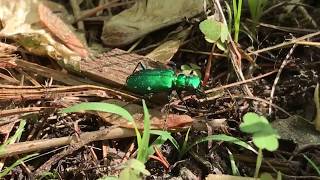 Tiger beetle hunting in the wild Cicindela sexguttata [upl. by Buchheim]