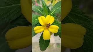 turnera California plant with honey beehony beebeautiful flower shorts trending viralflower [upl. by Yrotciv]