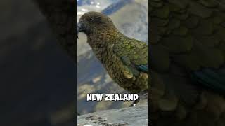 Meet the Kea Natures Feathered Genius [upl. by Apgar]