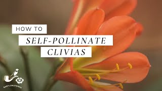 How To SelfPollinate Clivias [upl. by Karissa]