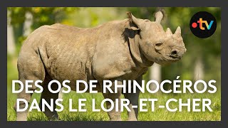 Un rhinocéros de 20 millions dannées découvert dans le LoiretCher [upl. by Berty]