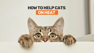 How to help Cats on heat [upl. by Lothario]