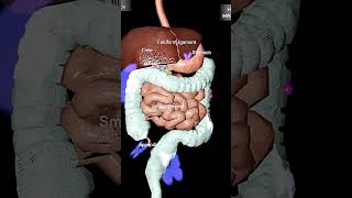 YouTubeshort video 3d human anatomy video 💥 animation video of digestive system [upl. by Ayyn316]