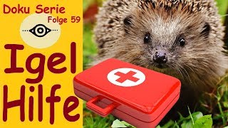 Erste Hilfe für Igel Folge 59 [upl. by Nadine804]