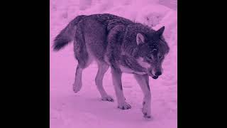 Kanye West Wolves 8d Audio  slowed amp reverb [upl. by Suollecram]