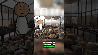 Cuidado de Plantas Riego y Seguridad para Mascotas [upl. by Allenod]