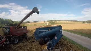 Skyblu Farms harvesting corn [upl. by Buote]