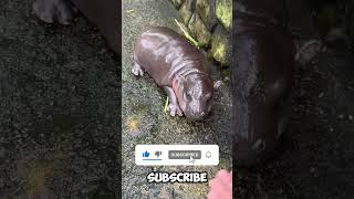 Why hippos🦛 pooping like this💩😨 [upl. by Gary]