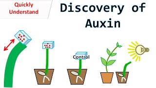 Discovery of Auxin [upl. by Darwin]