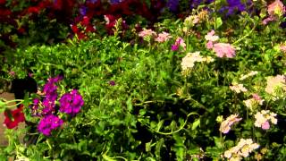 Grow Verbena for flourishing summer flowers [upl. by Morgen618]