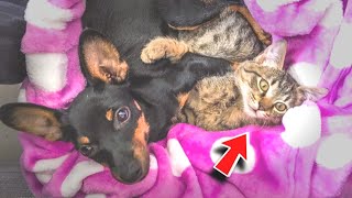 A homeless and lonely kitten befriended a cute puppy and now they are inseparable [upl. by Clayborne]