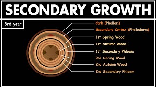 Secondary Growth in Dicot Stem  Anatomy of plants  Class 11 biology  NEET [upl. by Atival]