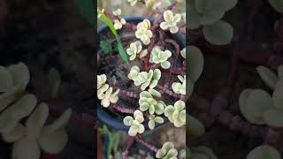 Variegated jade plant plants gardening jadeplantcare gardeningtips garden jadeplant [upl. by Arahsat]