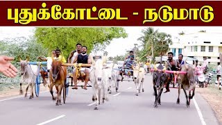 நடுமாடு புதுக்கோட்டை 23062019 NADU MADU PUDUKKOTTAI maadu vandi panthayam rekla race [upl. by Bonis]