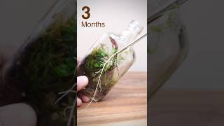 Recycled bottle terrarium after 3 months [upl. by Elfrieda]