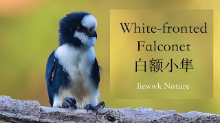 Whitefronted Falconet 白额小隼  liewwk Nature [upl. by Eidoow]