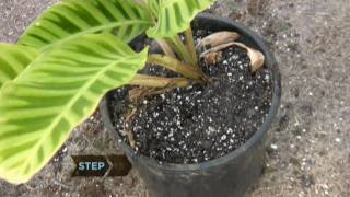 How to Revive a Dying Plant [upl. by Eegnat]