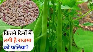 राजमा की खेती 🌿 43 दिन के बाद भर रही है फलिया 🌿 rajma ki kheti 🌿 rajma farming [upl. by Guerin]