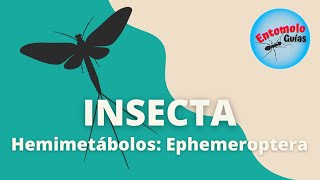 ÓRDENES DE INSECTOS EPHEMEROPTERA [upl. by Notneiuq]