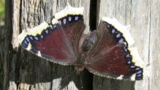 Mariposa antiopa Campoo de Suso [upl. by Olram]