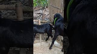 Lots of two goats they very beautiful surprising shoots we enjoy 2024Ep142 [upl. by Trevor61]