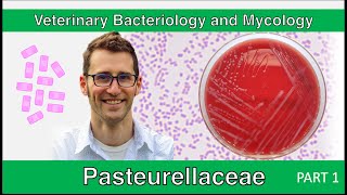 Pasteurellaceae Part 1  Veterinary Bacteriology and Mycology [upl. by Anircam]