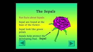 TOPIC PARTS OF A FLOWER  SCIENCE  7th video viralvideo [upl. by Rothwell]