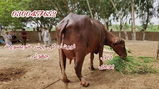 Noor shah ki khubsurat rati buri jhoti For Sale Okara Animal TV 03004576252 862024 [upl. by Onez43]