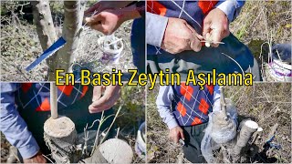 Zeytine Kalem Aşısı Nasıl Yapılır  Ata dede usulü garantili [upl. by Sucramej629]