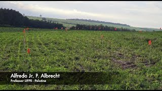 Soluções para CapimPédeGalinha antes da semeadura do milho [upl. by Ahsiekam430]