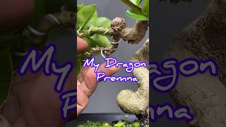 Removing Premna Bonsai Tree Wires [upl. by Aneehsit872]