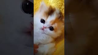 Pl subscribe channelbabyprimate cute kitten catcutekittenbabyanimal shortsvideo b kids [upl. by Nyleda]